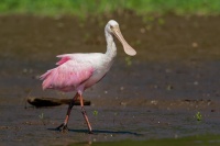 Kolpik ruzovy - Platalea ajaja - Roseate Spoonbill o0398